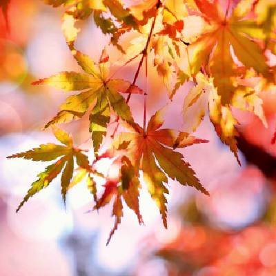 tree service companies