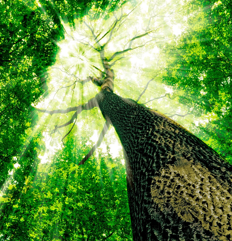 tree removal