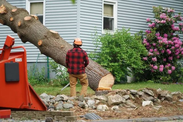 wilton ct tree services