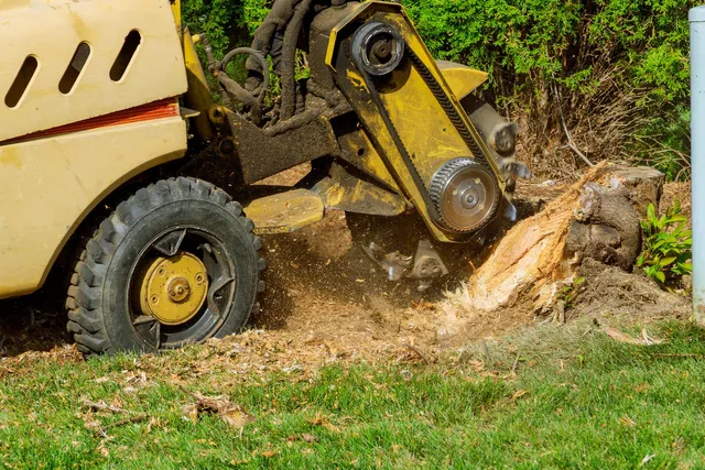 wilton ct tree services