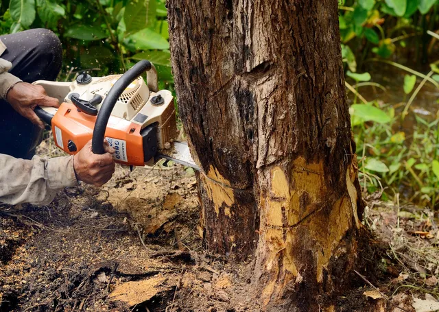 tree removal connecticut