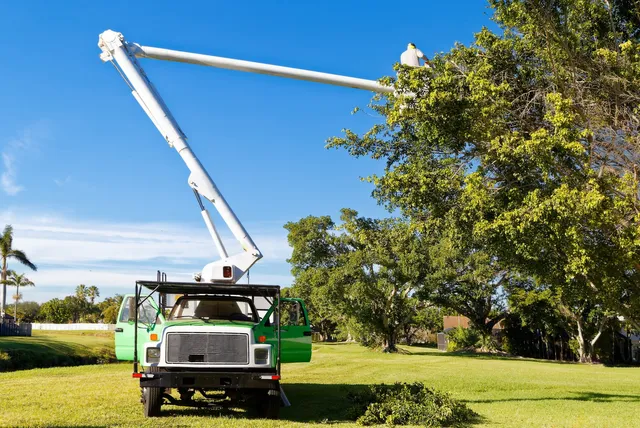 tree removal connecticut