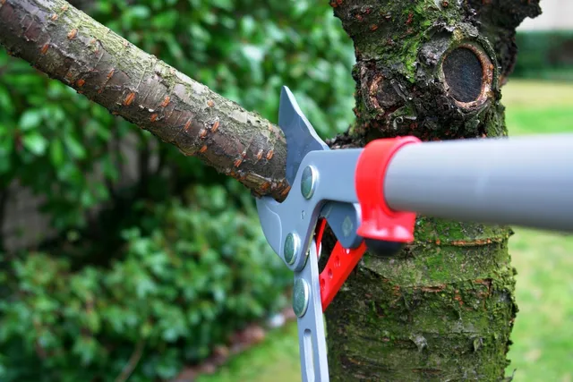 tree removal connecticut