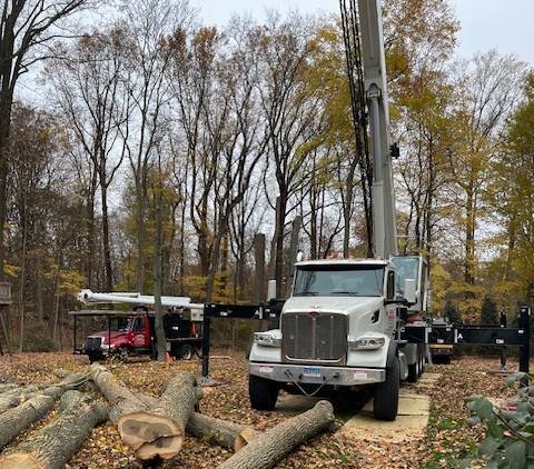 affordable tree service