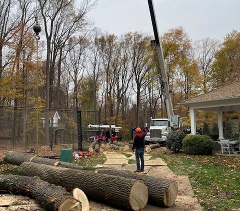 affordable tree service connecticut