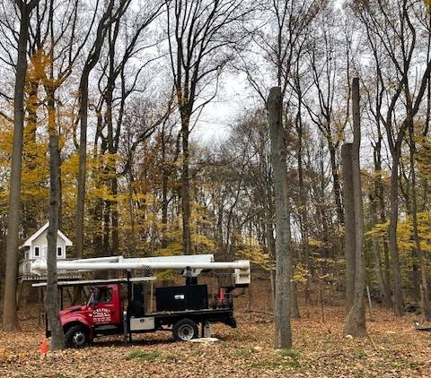 tree service connecticut
