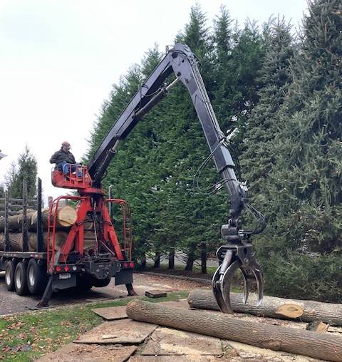 tree service connecticut