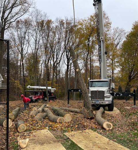 connecticut tree service