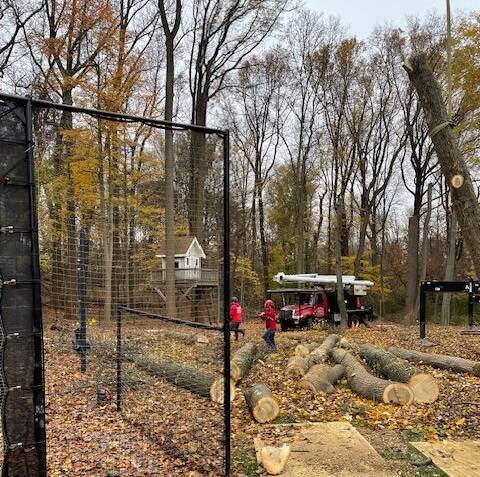 tree service