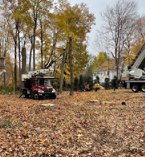 connecticut tree service