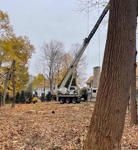 local tree service