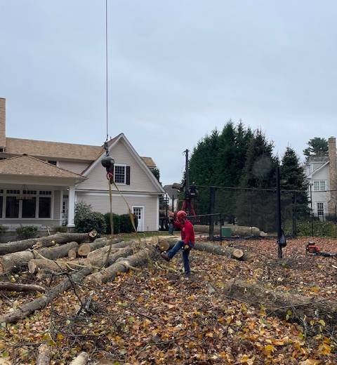 local tree service