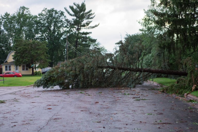 Emergency Tree Removal