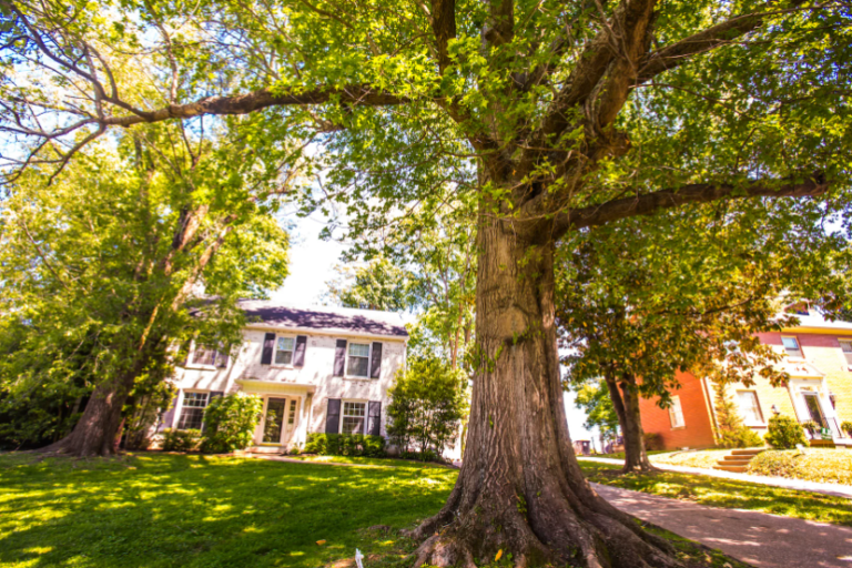 Comprehensive Tree Care