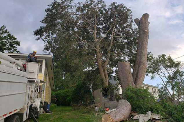tree service Westport
