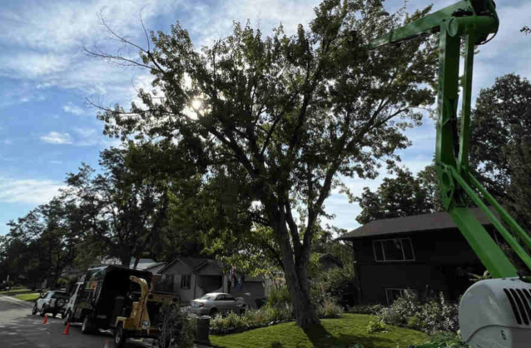 hazardous tree removal weston ct
