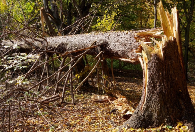 large tree pruning services