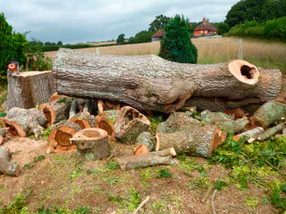 tree removal in connecticut