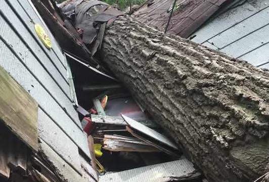 emergency tree removal connecticut