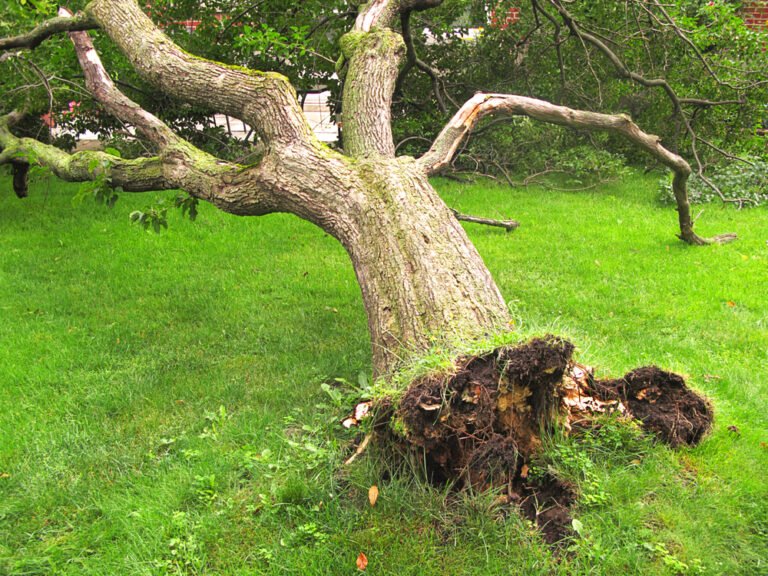 Tree service Easton