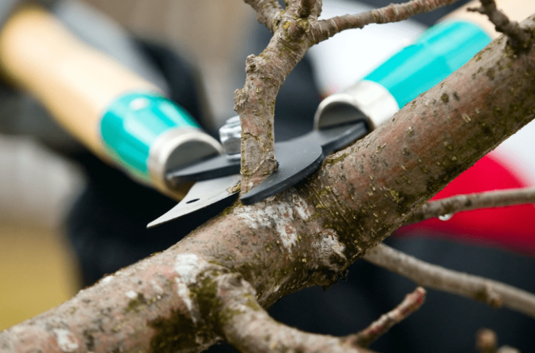 tree trimming Connecticut