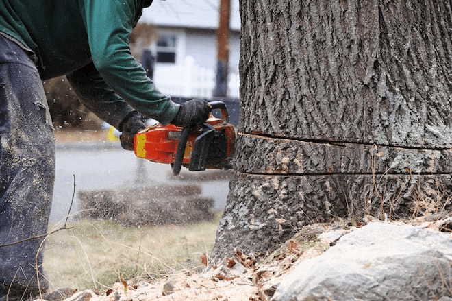 emergency tree removal Westport