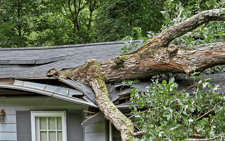 emergency tree services