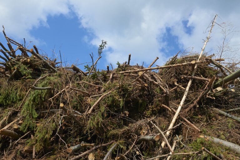 tree and brush removal